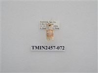 藏品(二斑叉紋苔蛾)的圖片